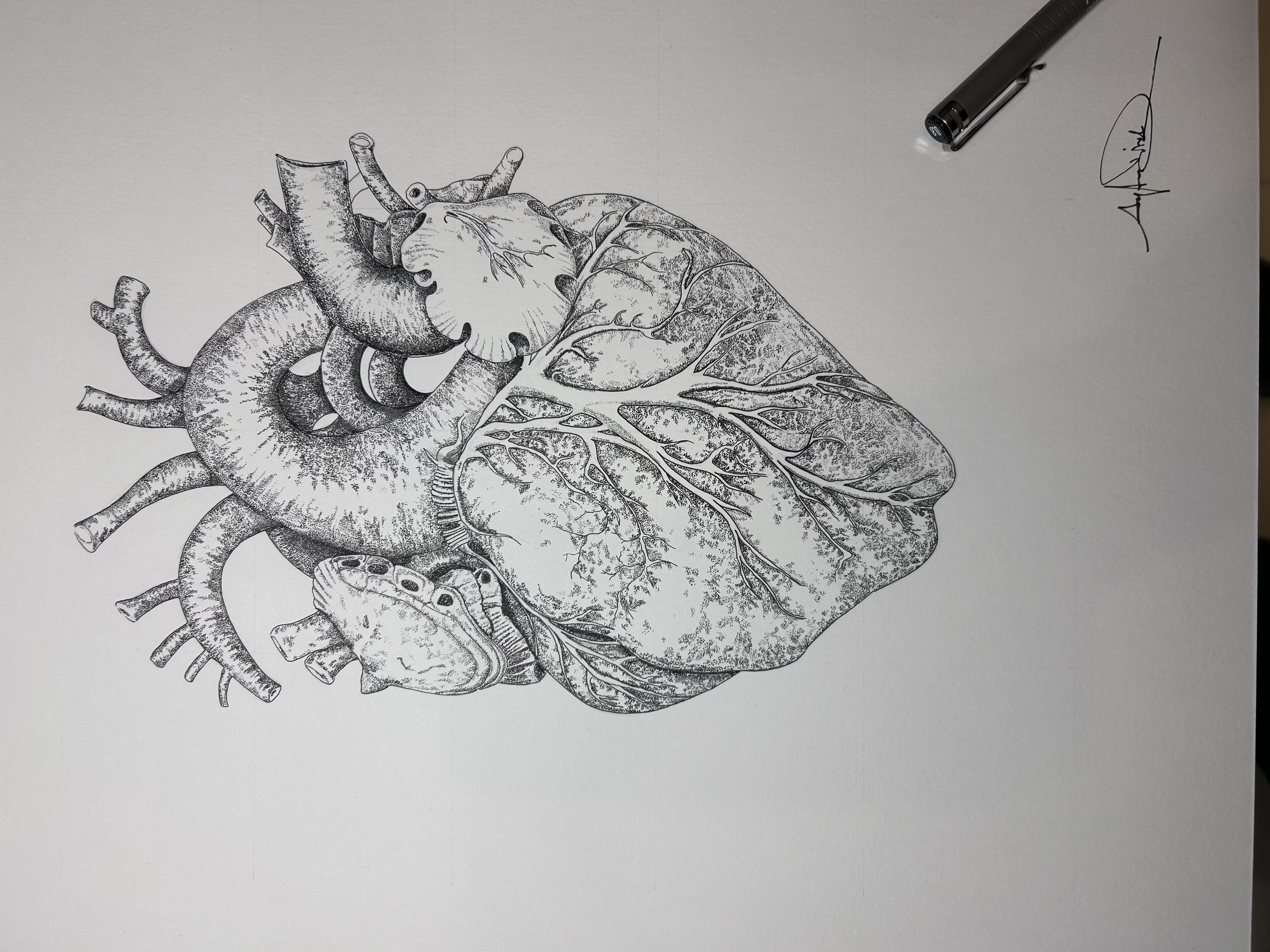 Anatomik Kalp - Görsel 2