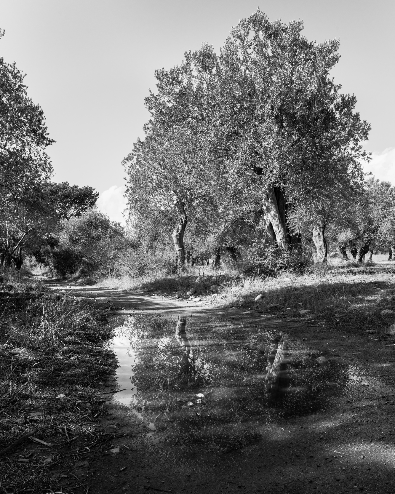 Zeytin Ağacı -2 - Görsel 1