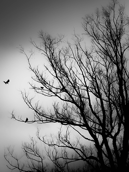 Alacakaranlık - Görsel 1