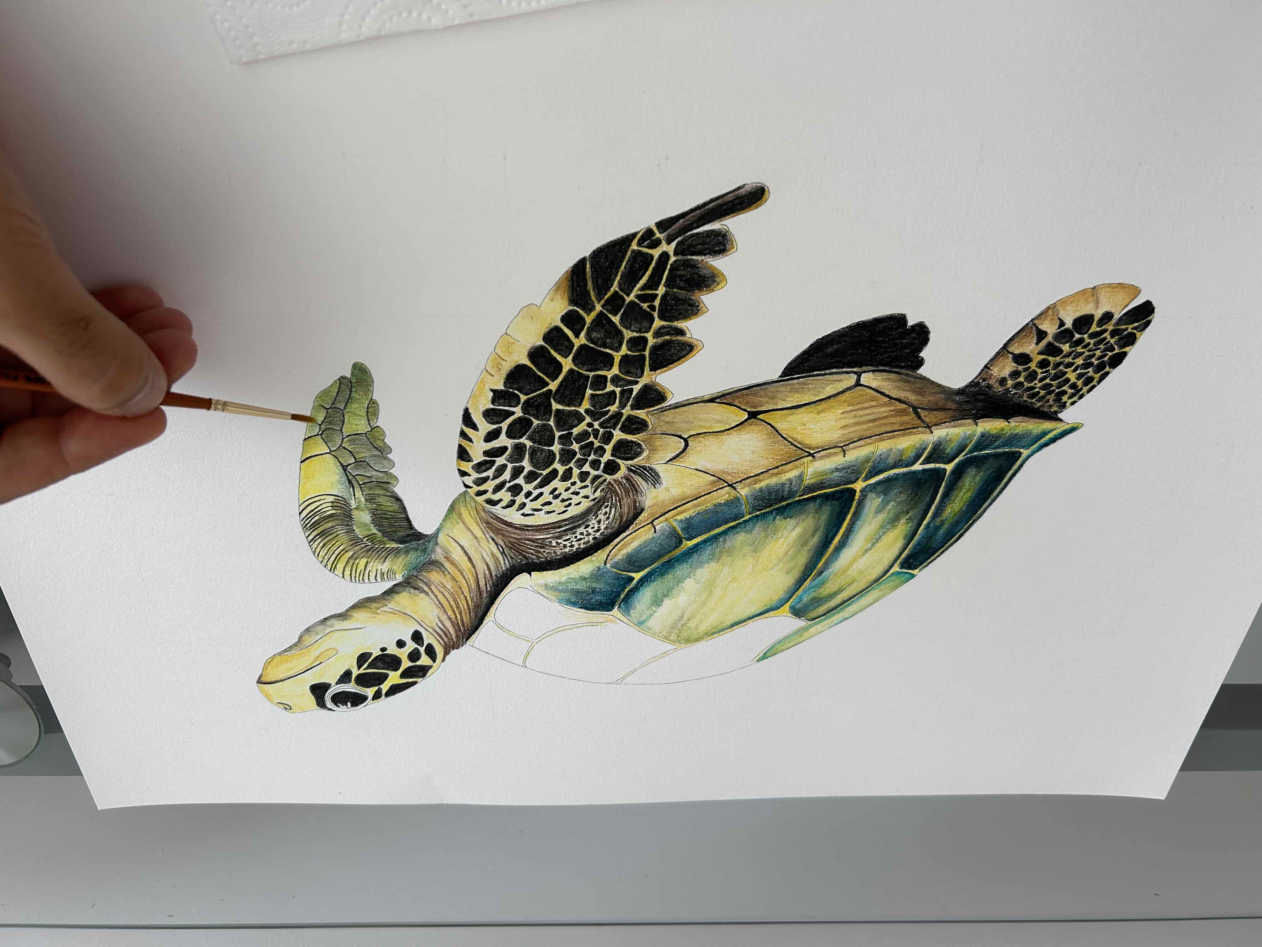 Caretta - Görsel 3