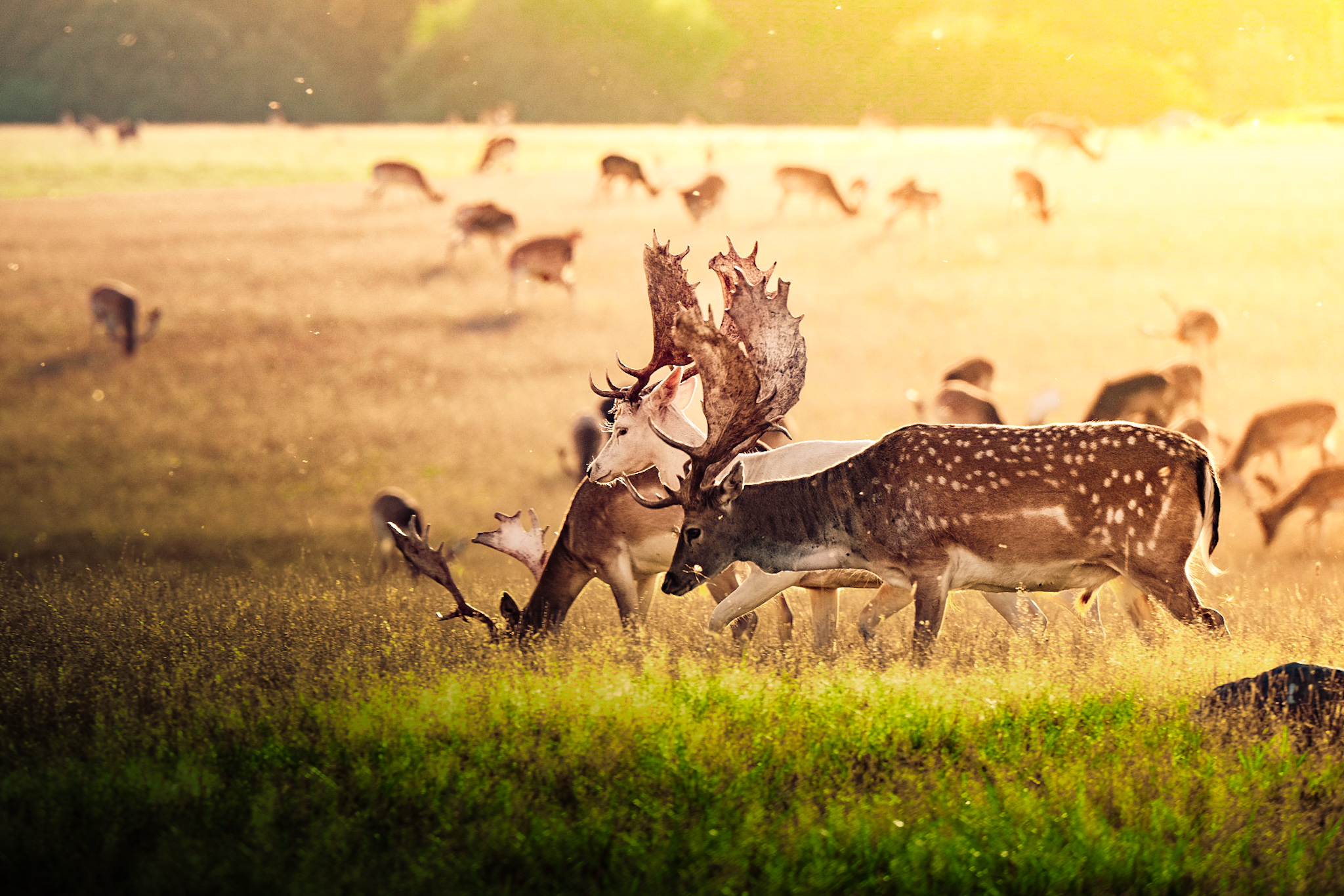 Deers - Görsel 1