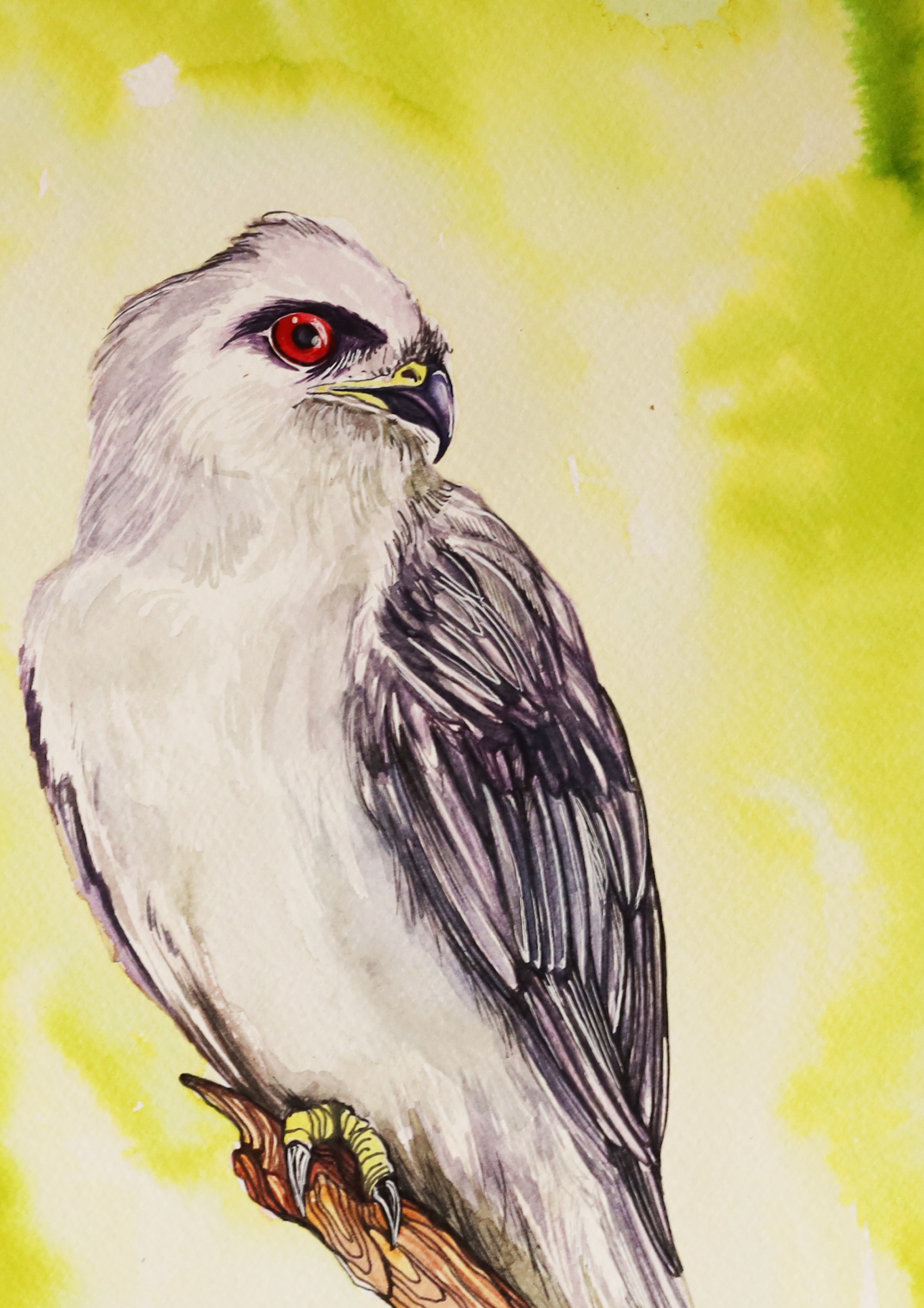 HAWK - Görsel 1